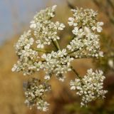Astrodaucus littoralis