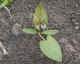 Fallopia convolvulus