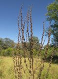 Verbascum lychnitis