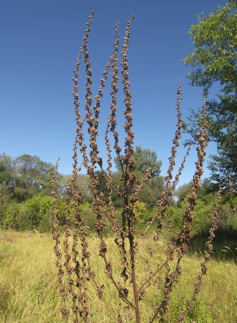 Image of Verbascum lychnitis specimen.