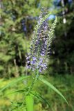 Veronica longifolia. Верхушка растения с соцветиями. Беларусь, г. Минск, мкр-н Сосны, обочина дороги рядом с участком хвойного леса. 22.07.2017.