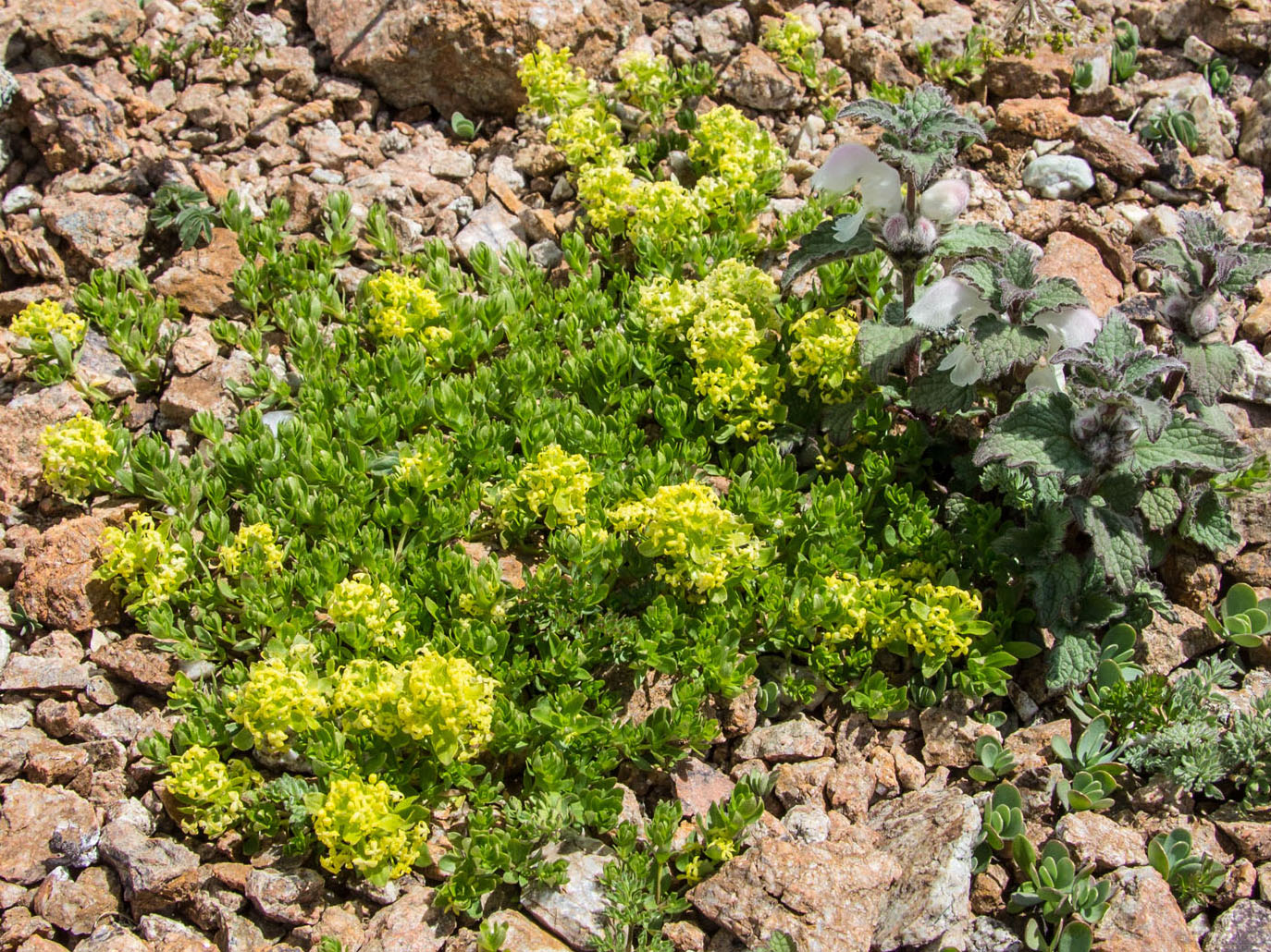 Image of Cruciata valentinae specimen.