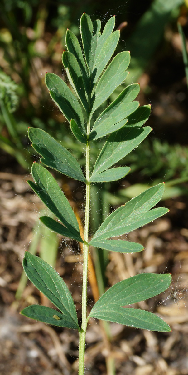 Image of Potentilla bifurca specimen.