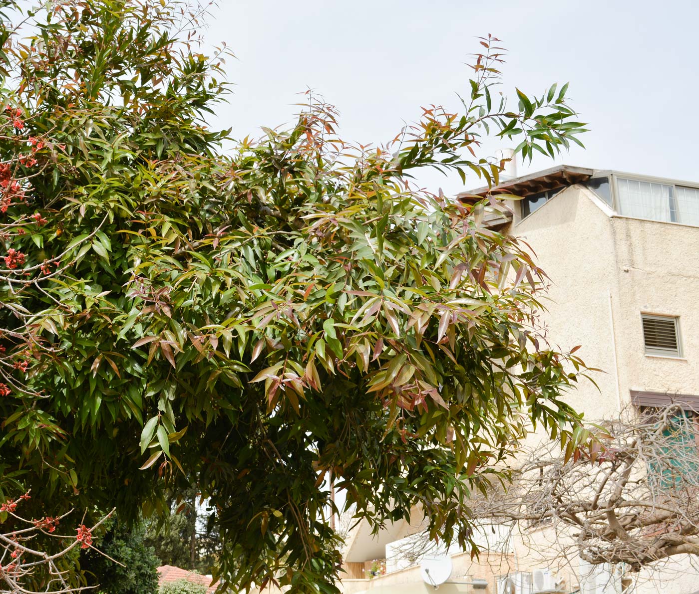 Image of Syzygium jambos specimen.