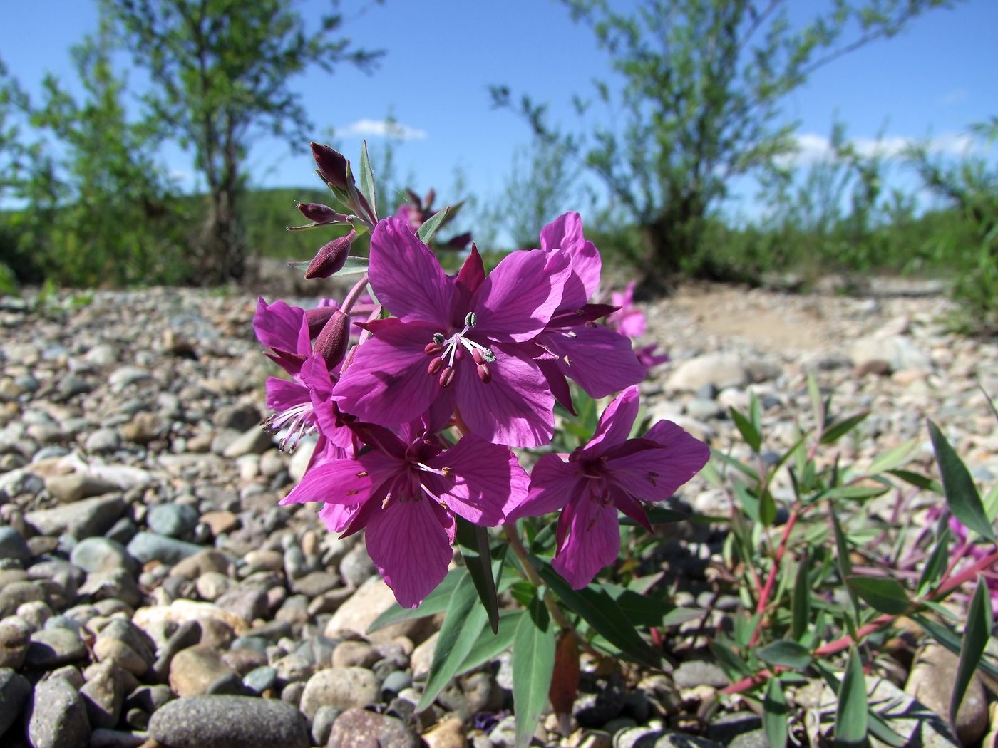 Image of Chamaenerion latifolium specimen.