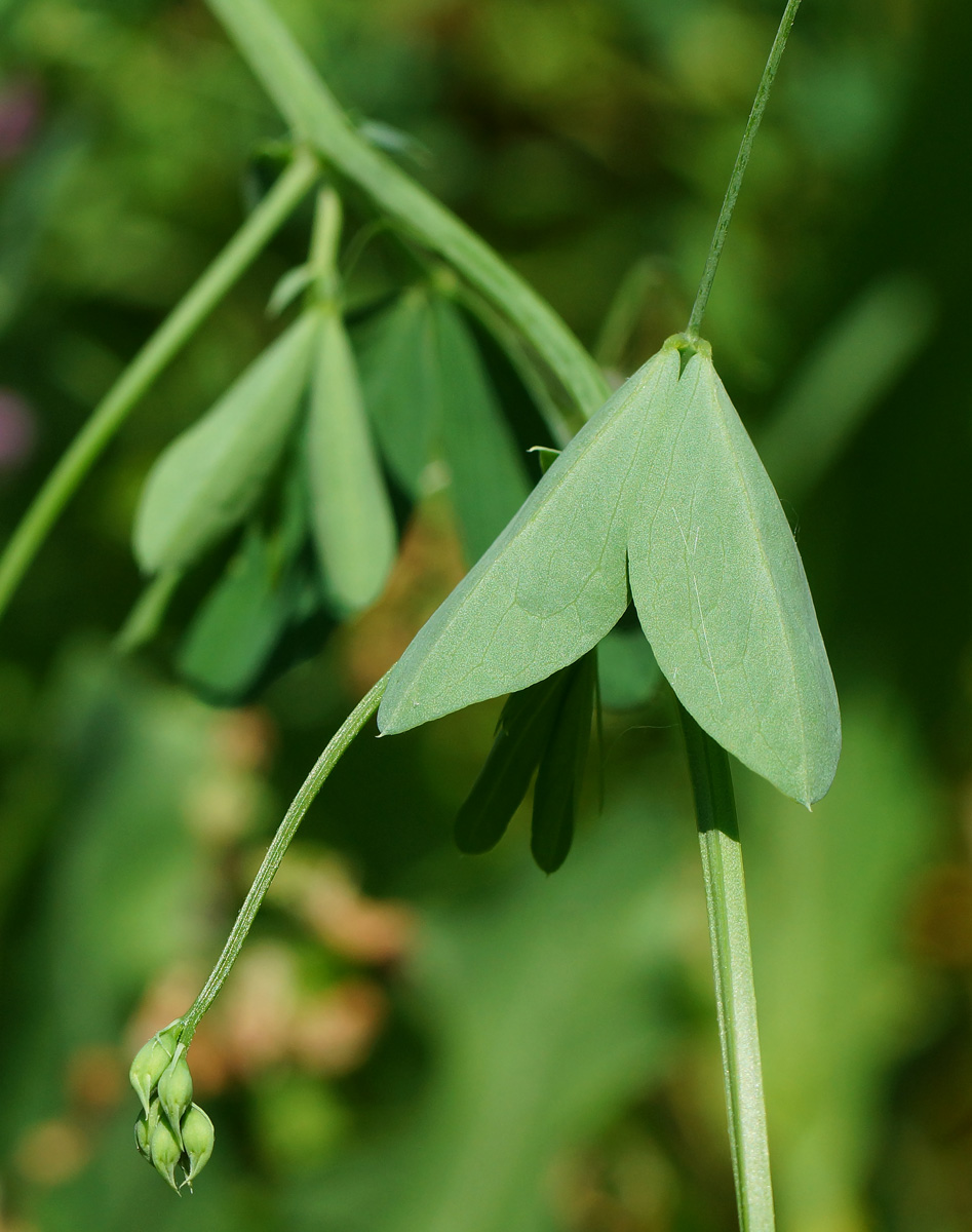 Image of Lathyrus tuberosus specimen.