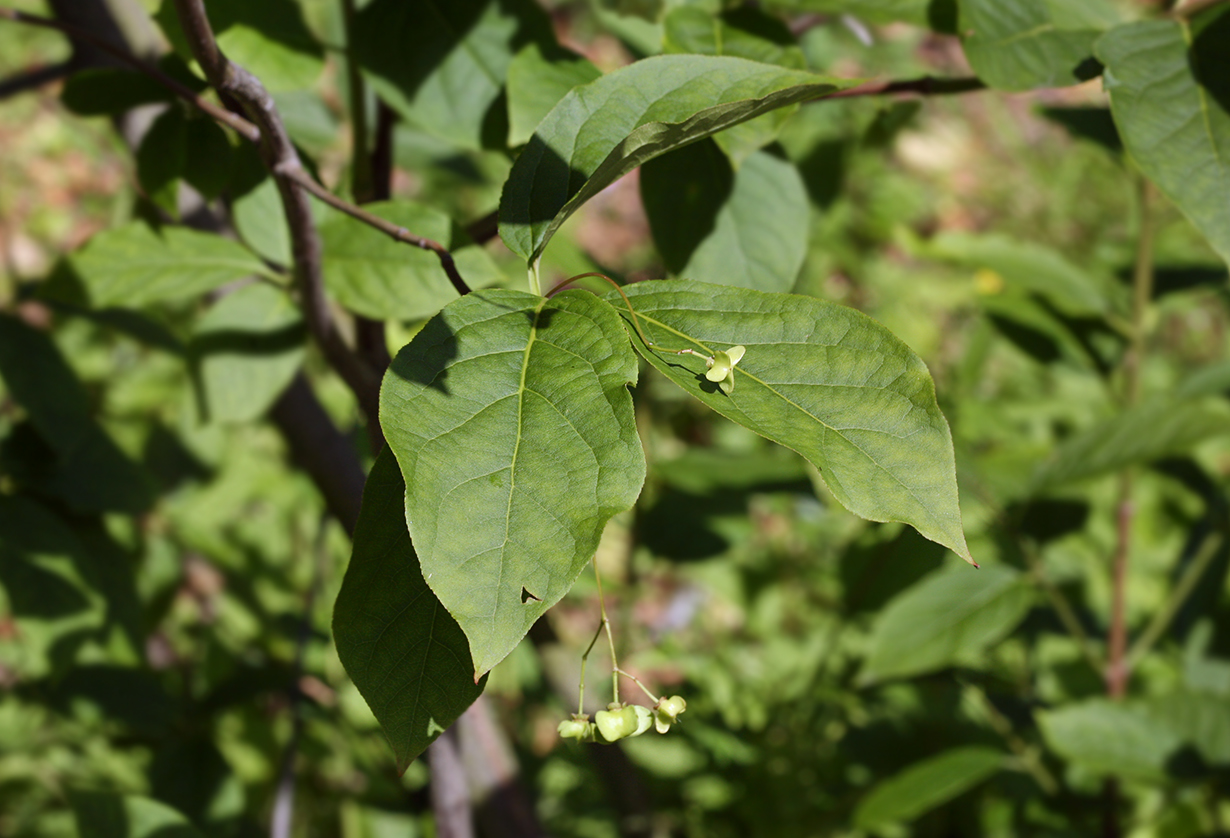 Изображение особи Euonymus latifolius.