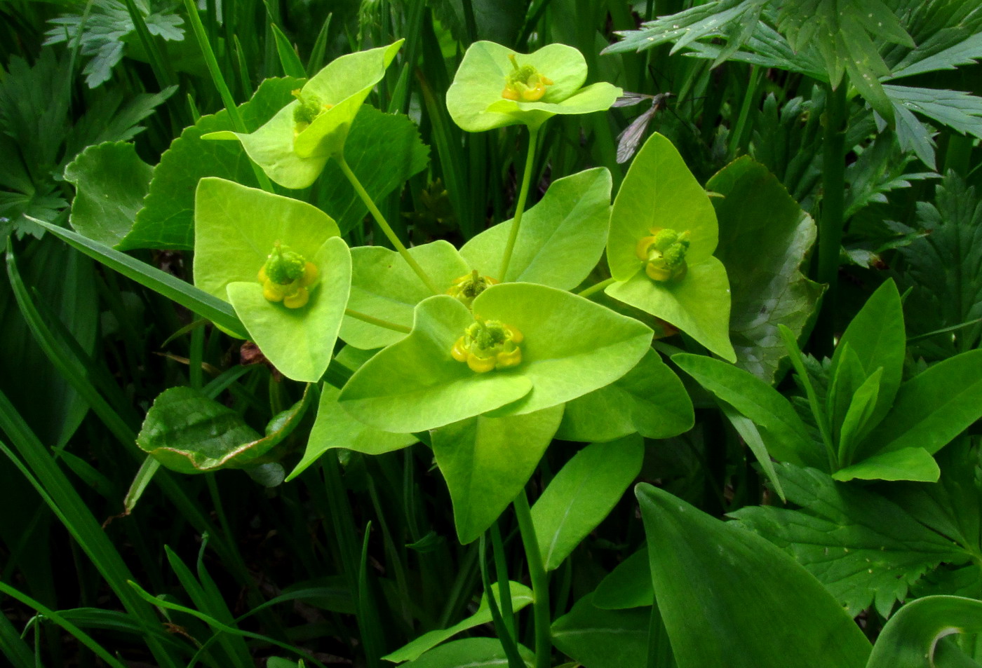 Image of Euphorbia ambukensis specimen.