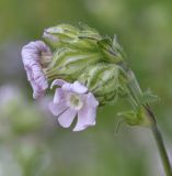 Image of taxon representative. Author is Роланд Цандекидис