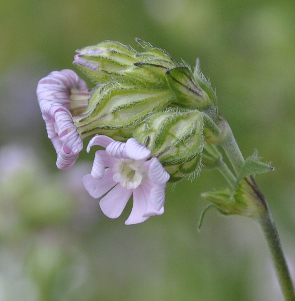 Image of Silene apetala specimen.