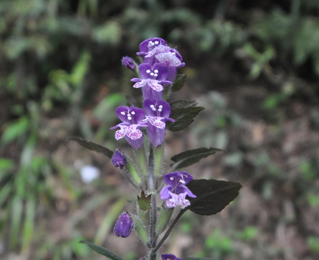 Изображение особи семейство Lamiaceae.