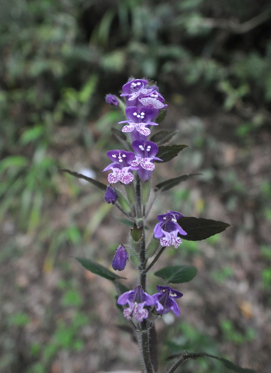 Image of familia Lamiaceae specimen.