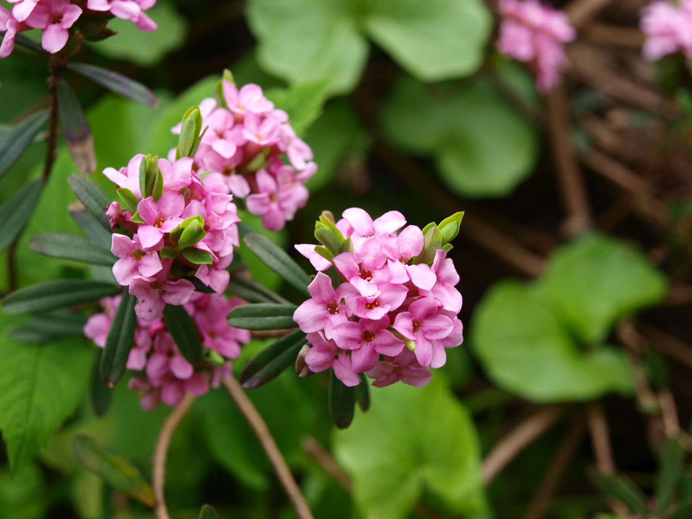 Image of Daphne cneorum specimen.