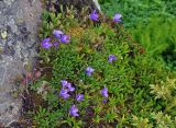 Campanula saxifraga. Цветущие растения. Абхазия, Рицинский реликтовый национальный парк, гора Чха, ≈ 2300 м н.у.м., на скале. 15.07.2017.