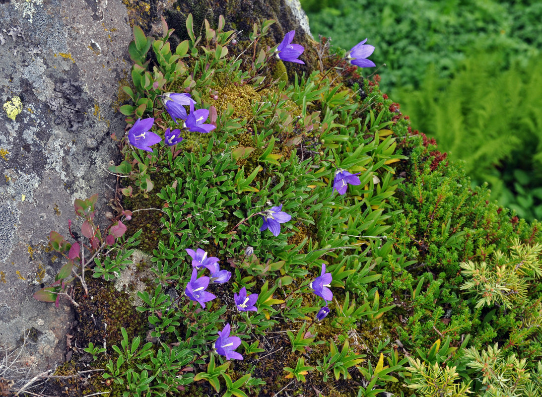 Изображение особи Campanula saxifraga.