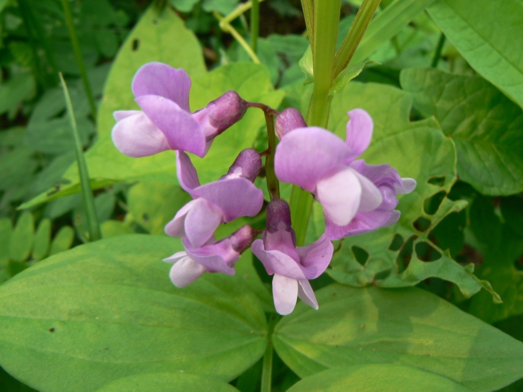 Изображение особи Lathyrus komarovii.