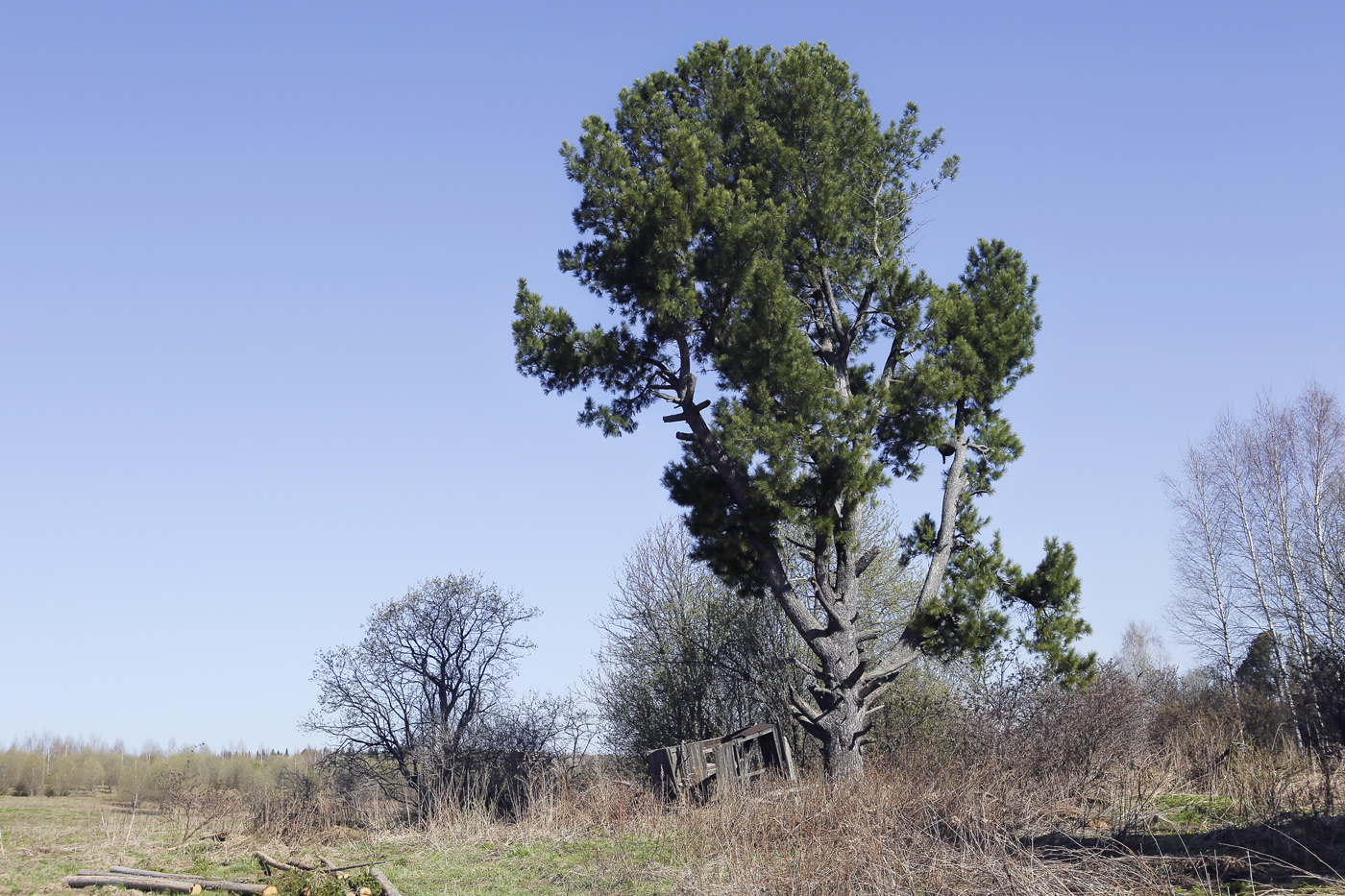 Изображение особи Pinus sibirica.