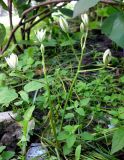 Ornithogalum kochii