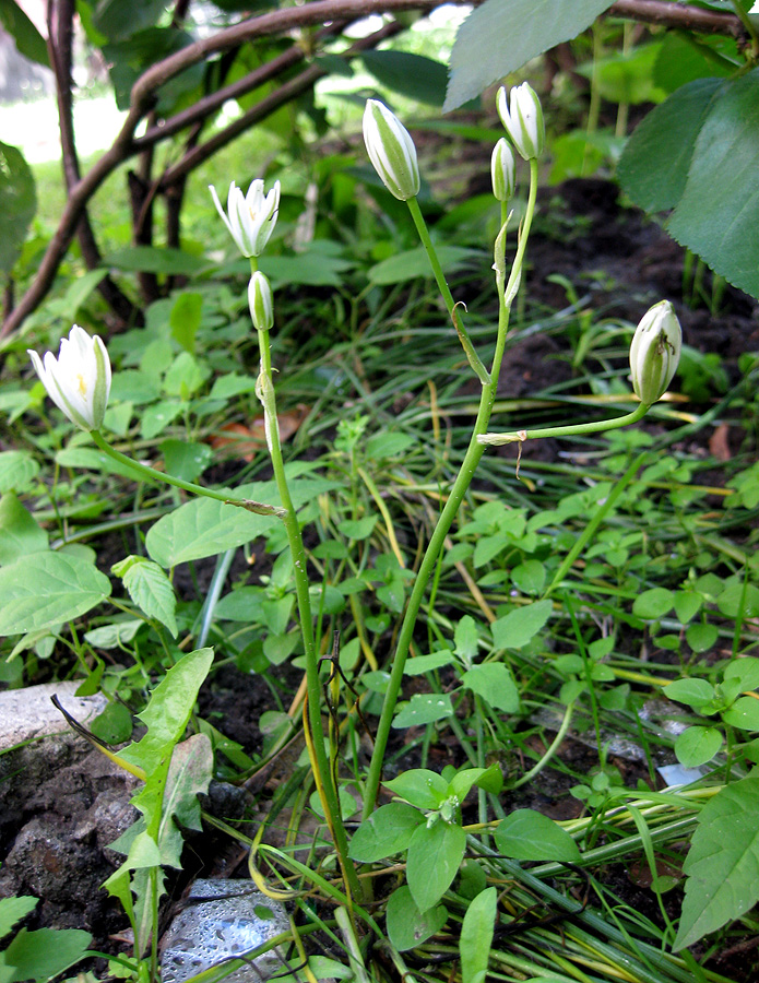 Image of Ornithogalum kochii specimen.