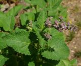 Salvia verticillata