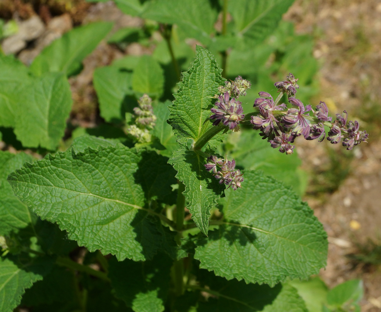 Изображение особи Salvia verticillata.