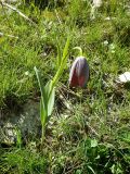 Fritillaria caucasica