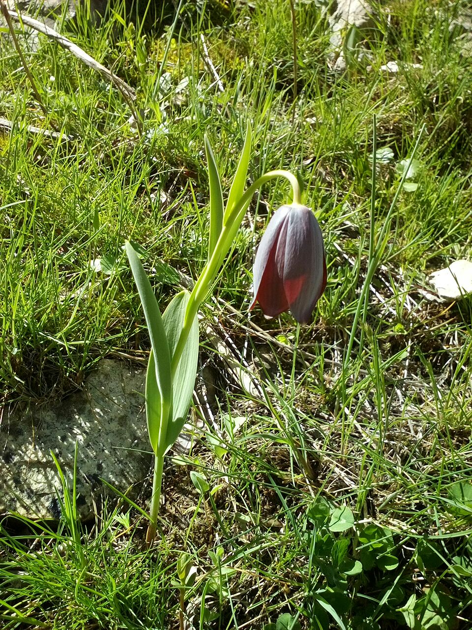 Image of Fritillaria caucasica specimen.