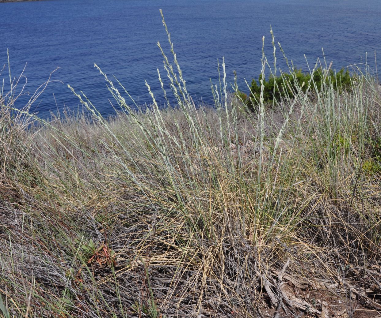 Image of genus Elytrigia specimen.