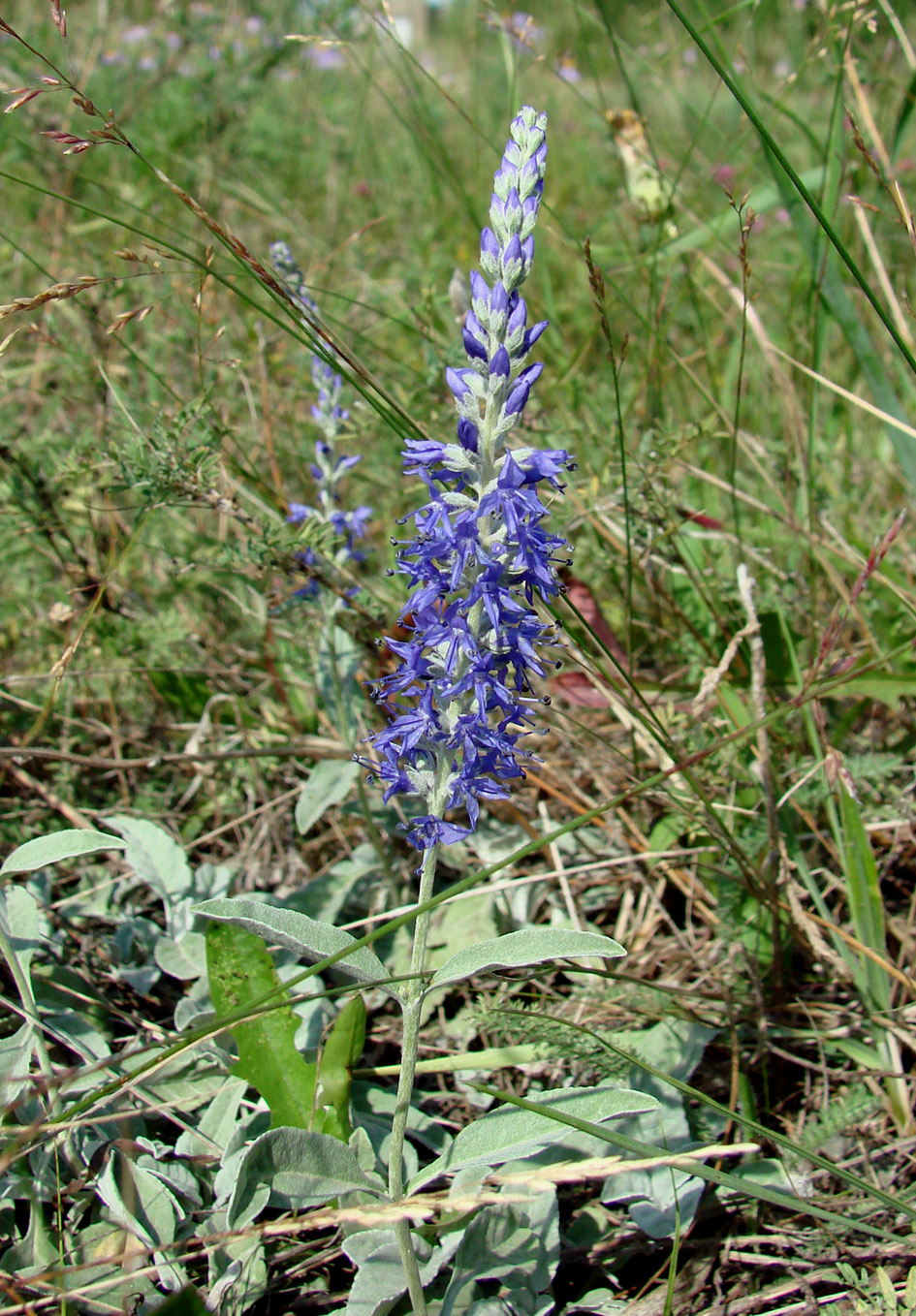 Image of Veronica incana specimen.