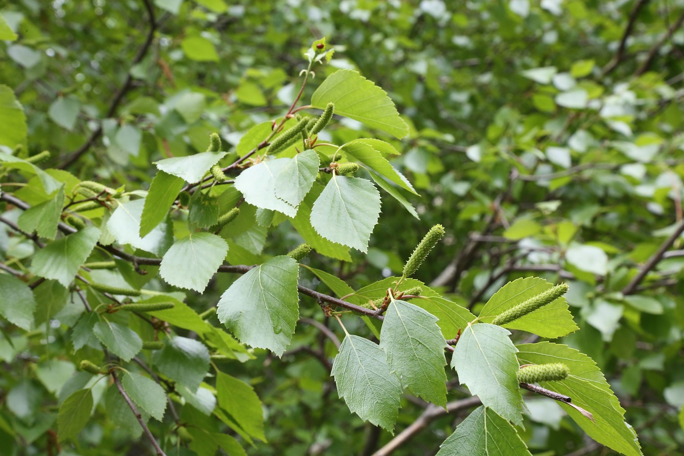 Image of Betula pubescens specimen.