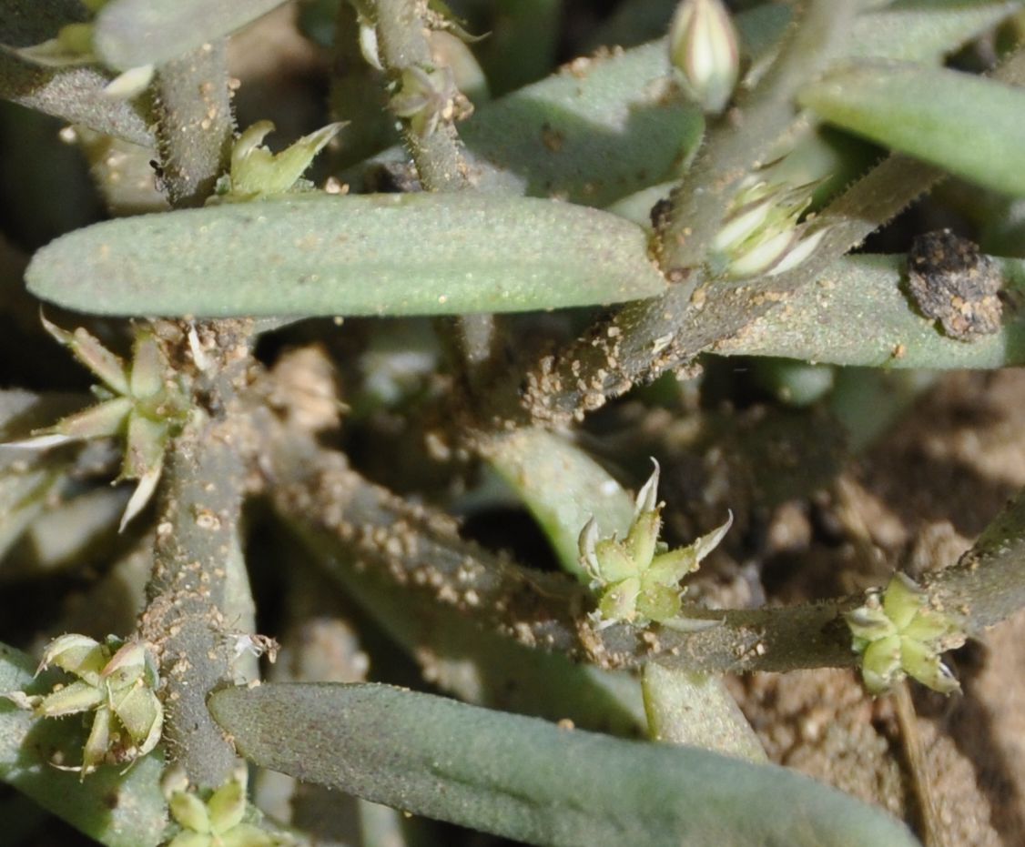 Image of genus Sedum specimen.