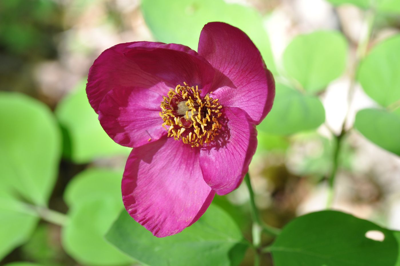 Изображение особи Paeonia caucasica.