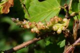 Cuscuta lupuliformis