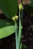 Sisyrinchium septentrionale. Верхушка побега с зреющими плодами в тополином пухе. Пермский край, г. Пермь, Мотовилихинский р-н, клумба вдоль пешеходной дорожки. 04.07.2018.