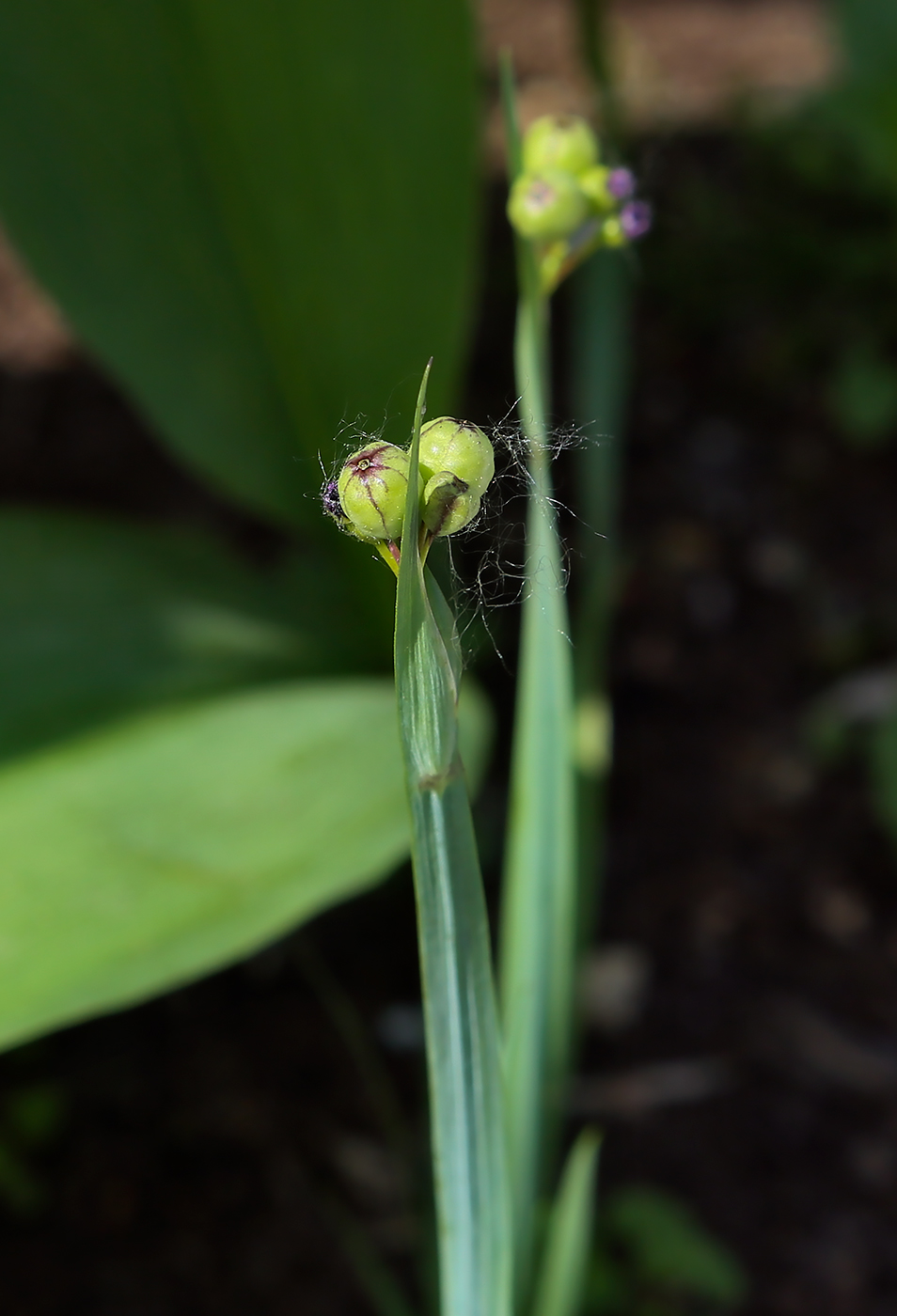 Изображение особи Sisyrinchium septentrionale.