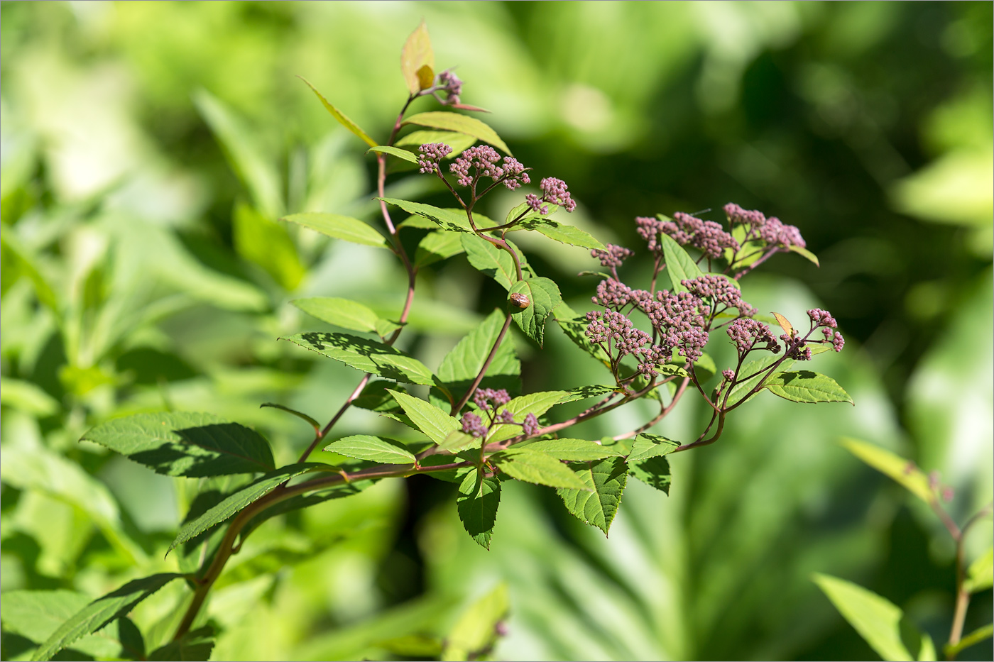 Изображение особи Spiraea japonica.