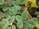 Trigonella corniculata ssp. balansae