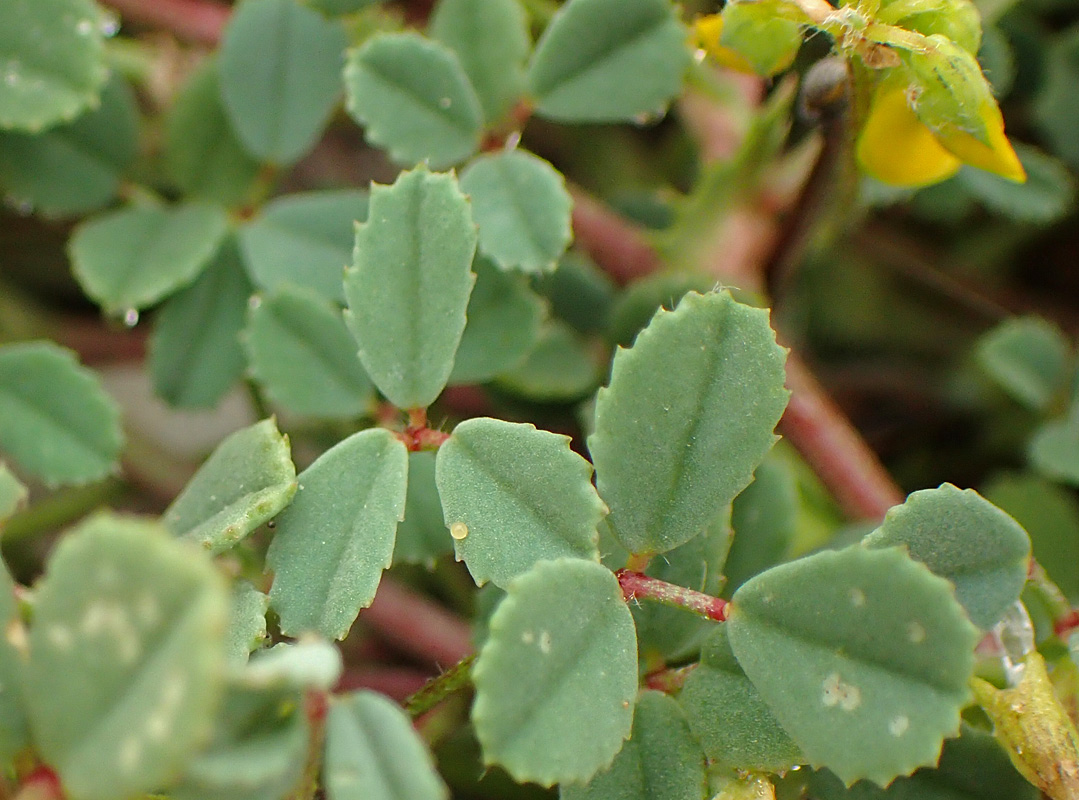 Изображение особи Trigonella corniculata ssp. balansae.