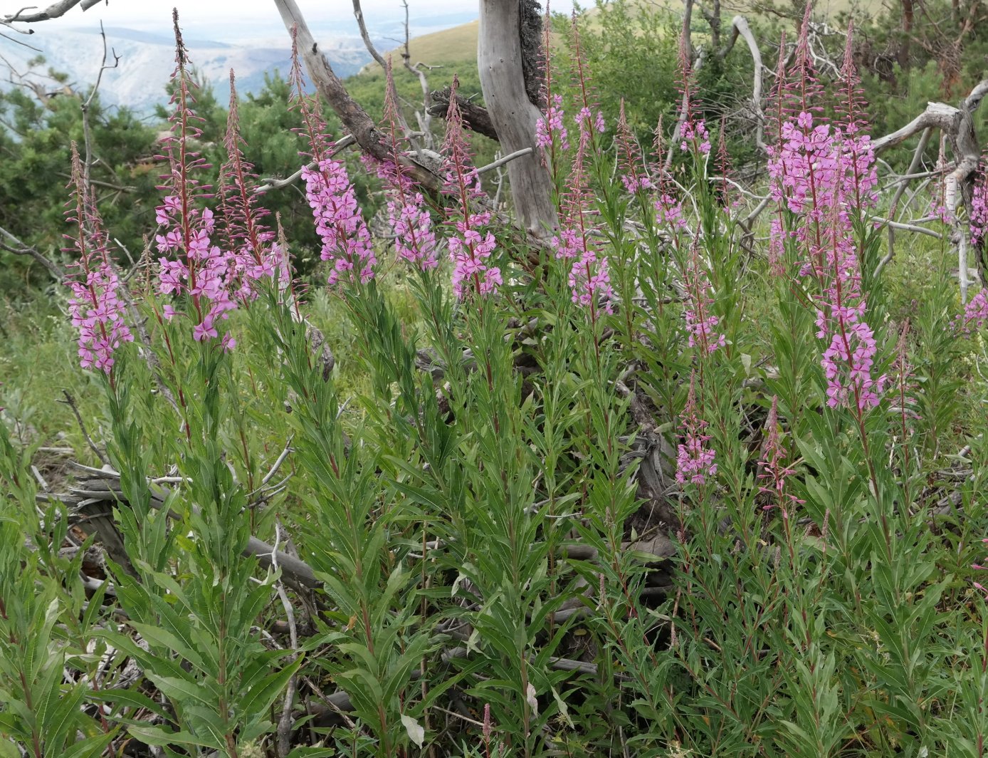 Image of Chamaenerion angustifolium specimen.