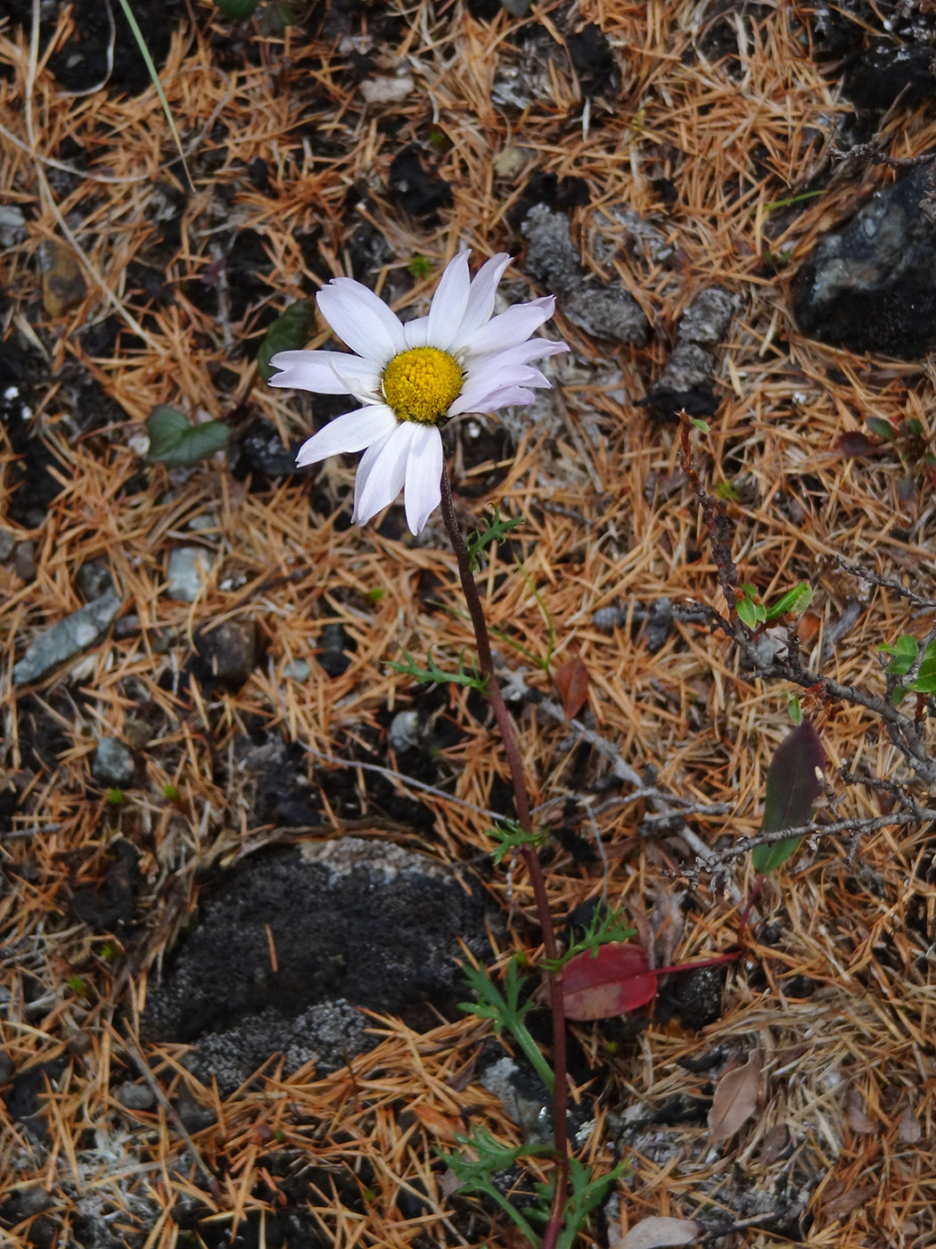 Image of Chrysanthemum zawadskii specimen.