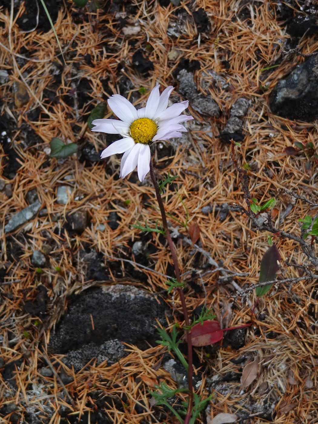 Изображение особи Chrysanthemum zawadskii.