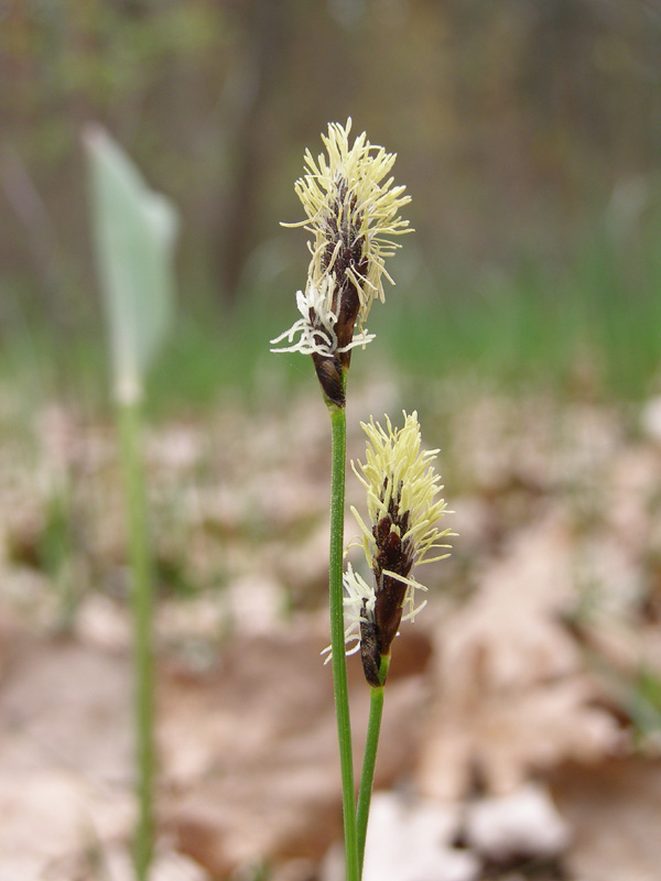 Изображение особи Carex montana.