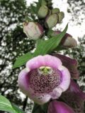 Digitalis purpurea. Цветок (белоцветковая форма; вид снизу). Нидерланды, провинция Drenthe, национальный парк Drentsche Aa, окр. деревни Gasteren, широколиственный лес. 13 июня 2010 г.