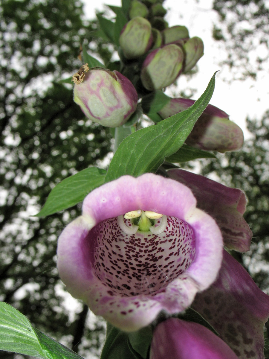 Image of Digitalis purpurea specimen.