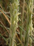 Ammophila arenaria ssp. arundinacea