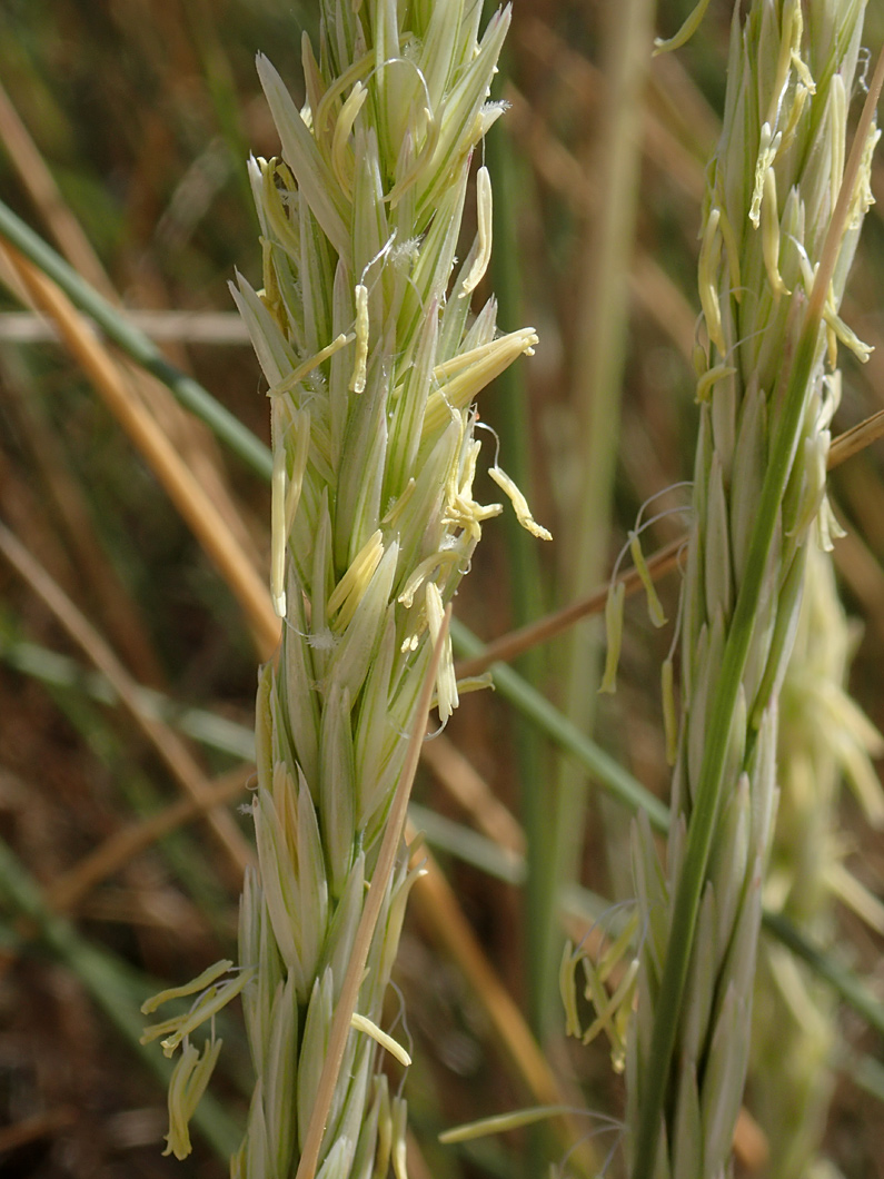 Image of Ammophila arenaria ssp. arundinacea specimen.