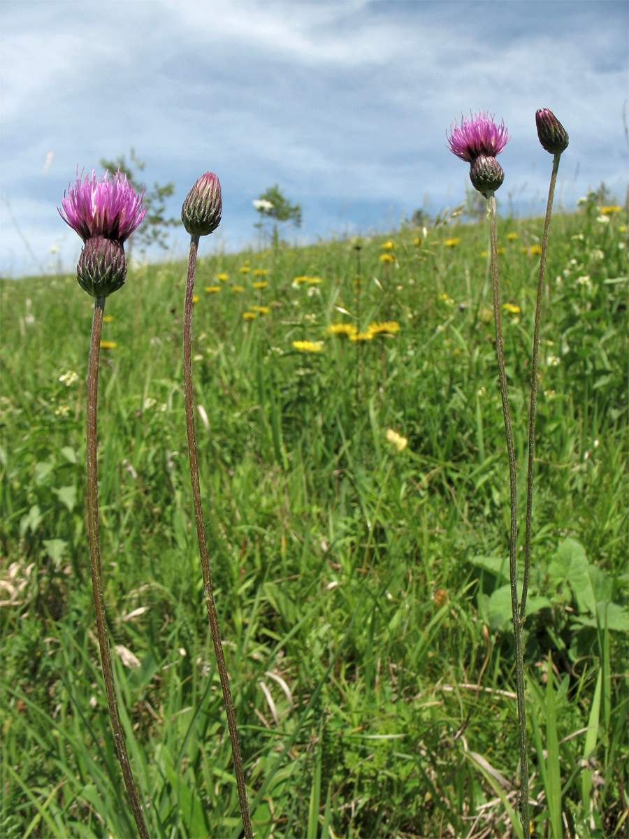 Изображение особи Cirsium pannonicum.