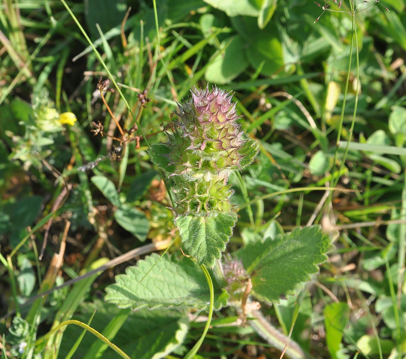 Image of Betonica macrantha specimen.