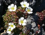 Diapensia obovata