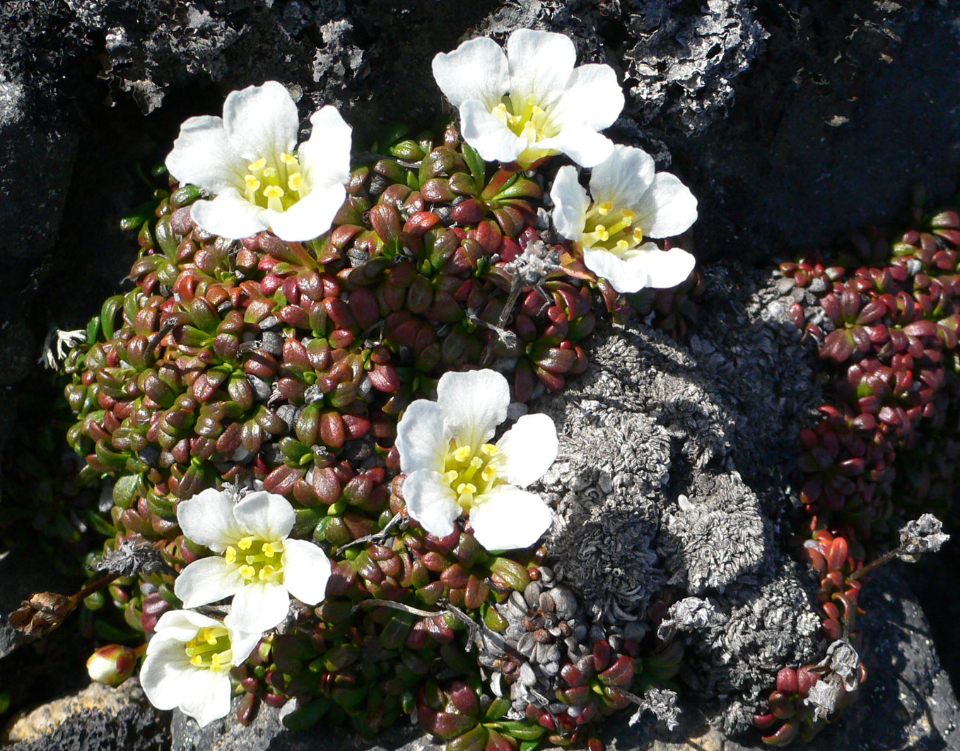 Image of Diapensia obovata specimen.